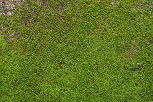 scanalato verde muschio sfondo nel natura foto
