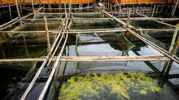 tradizionale pesce azienda agricola nel tondano lago fatto di bambù foto