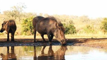 misterioso animale mondo 2 foto