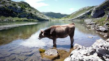 misterioso animale mondo 2 foto