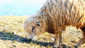 misterioso animale mondo 2 foto