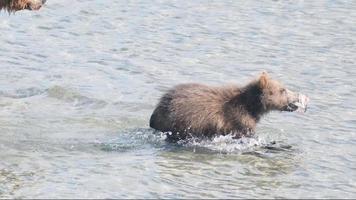 misterioso animale mondo 2 foto