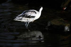 vista di un'avocetta foto