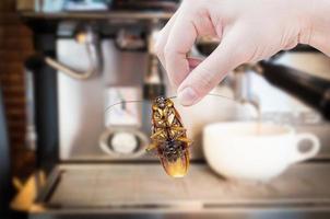 donna di mano Tenere scarafaggio su caffè macchina fresco sfondo, eliminare scarafaggio nel caffè negozio e cucina foto