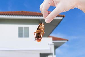 mano Tenere scarafaggio con un' Casa sfondo, eliminare scarafaggio nel Casa, scarafaggi come vettori di malattia foto