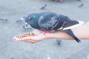 Piccione mangiare a partire dal donna mano su il parco, alimentazione piccioni nel il parco a il giorno tempo foto