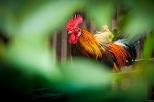 bellissimo Gallo cazzo su natura sfondo, azienda agricola animali foto