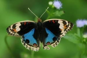 volante insetto animale, succhiare i fiori buckeye farfalla con misto nero struttura foto