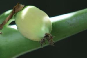 papaia albero pianta frutta verdura con verde foglia struttura e giallo bianca fiori foto