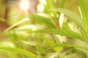 d'oro le foglie modello per estate o primavera stagione concetto, foglia sfocatura strutturato, natura sfondo foto