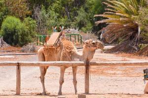 cammello nel deserto foto