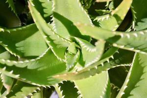 cactus pianta avvicinamento foto