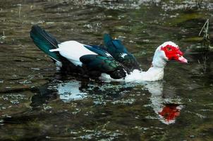 uccello nell'acqua foto