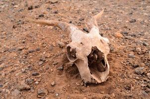 animale cranio su il terra foto