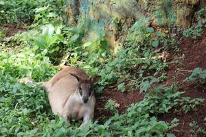 un' kangooro divertente turisti con suo azione a il semarang zoo foto