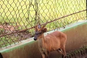 un' cervo è divertente turisti con suo azione a il semarang zoo. foto