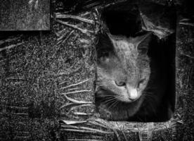 abbandonato grigio gatto su il strada foto