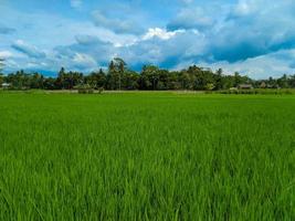 panoramico Visualizza di verde riso i campi e bellissimo blu cielo nel Indonesia. foto