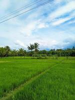 panoramico Visualizza di verde riso i campi e bellissimo blu cielo nel Indonesia. foto