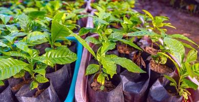 piantine di cacao alberi nel il asilo per preparare per piantare foto