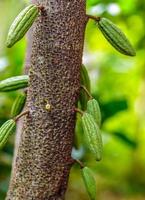 crudo piccolo verde cacao baccelli raccolta. in crescita cacao frutta sospeso su un' albero cacao foto