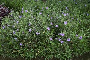 un' giardino pieno con viola fiori quello fioritura nel primavera. ruellia semplice, messicano petunia, messicano campanula, selvaggio petunie, ruellia tuberosa, ruellia angustifolia, o kencana ungu. foto