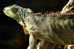 iguane siamo un' genere di lucertole quello vivere nel il tropici di centrale America, Sud America e il caraibico isole. queste lucertole erano primo descritto di un austriaco zoologo ,macro carta da parati, iguana foto