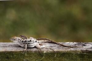 iguane siamo un' genere di lucertole quello vivere nel il tropici di centrale America, Sud America e il caraibico isole. queste lucertole erano primo descritto di un austriaco zoologo ,macro carta da parati, iguana foto