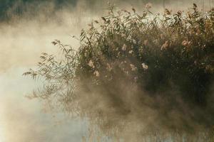 canne a il dell'acqua bordo e il autunno mattina nebbia su il lago Alba foto