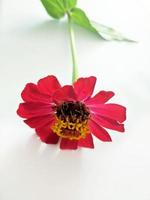 fiore zinnia rosso isolato su nero sfondo foto