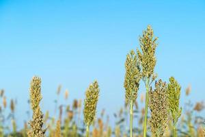 primo piano sorgo in campo agente cielo blu foto