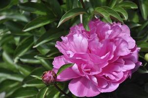 fiore di peonia rosa foto