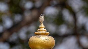 birmano averla arroccato su un' polo bokeh sfondo foto