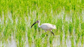 testa nera ibis a piedi su il campo foto