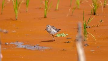 attite hypoleucos In piedi su il campo foto