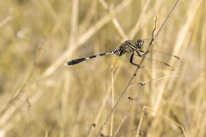 vicino su di libellula su erba foto