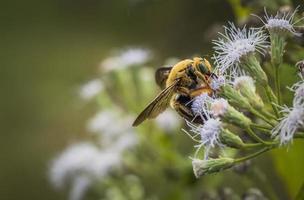 volante ape su selvaggio fiori foto