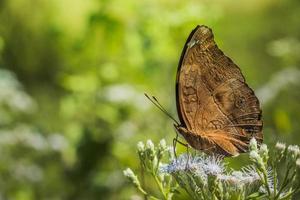 vicino su Visualizza di farfalla su fiori foto