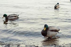 vicino su drake anatre galleggiante nel acqua concetto foto