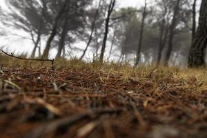 le foglie e erba nel un' foresta foto