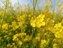 giallo fiori agricoltura paesaggio naturel impianti foto