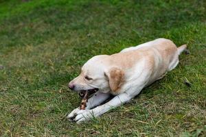 labrador su un' camminare nel il parco foto