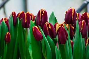buona primavera. festival dei tulipani nel giardino della città. fiori colorati. foto