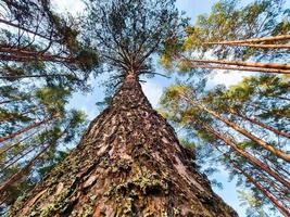 parte inferiore Visualizza di pino tronco. alto alberi nel il estate foresta. ecologia e ambientale conservazione concetto. foto