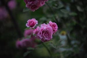 in crescita rosa cespuglio con rosa fiori e verde foglie, estate giorno foto