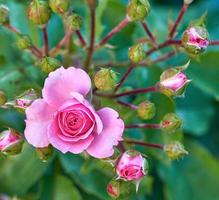 fioritura germoglio di rosa rosa su il sfondo di verde le foglie foto