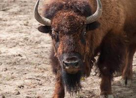 grande americano bisonte guardare inoltrare lui stesso foto