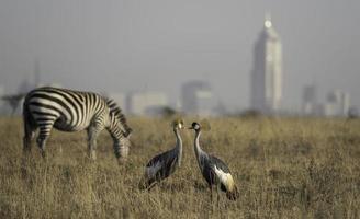 Due incoronato gru nel nairobi nazionale parco, kenya. foto