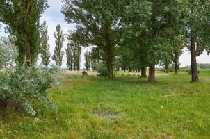 natura Visualizza con verde erba e pioppi nel primavera giorno foto