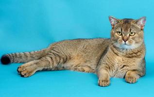 adulto grigio Scozzese dritto cincilla gatto bugie su un' blu sfondo, il animale è riposo e sembra a il telecamera foto